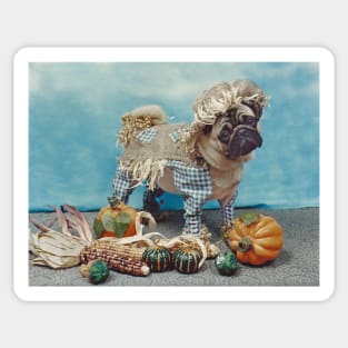 Pug Dog Scarecrow Sticker